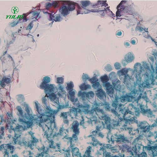 海南十字花科植物病害标本片