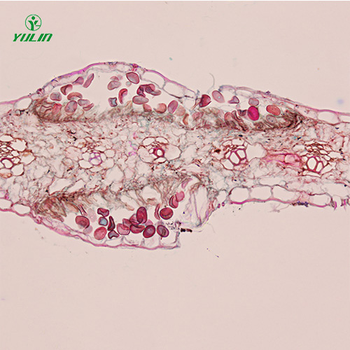 海南鞭毛菌植物病理实验切片