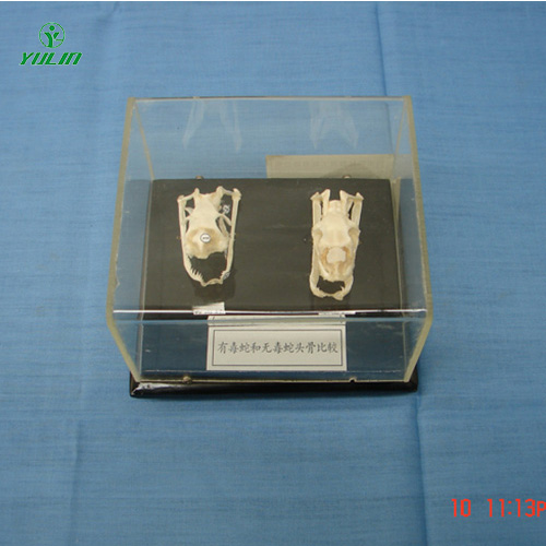 海南蛇头骨比较