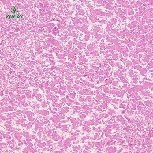 海南动物细胞、组织损伤及修复病理玻片