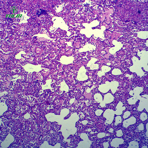海南动物病理学炎症类切片
