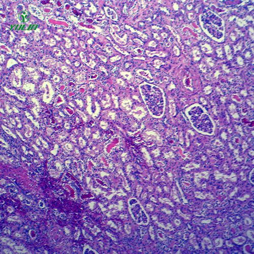 海南动物病理学局部血液循环切片