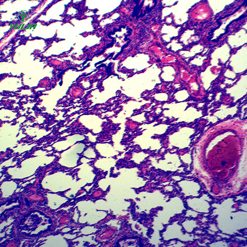 海南循环系统浸制标本