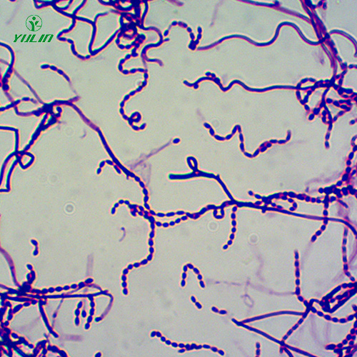 海南放线菌生物玻片