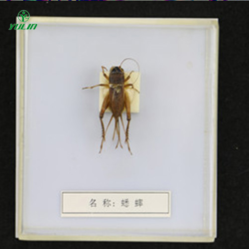 海南益虫标本20种