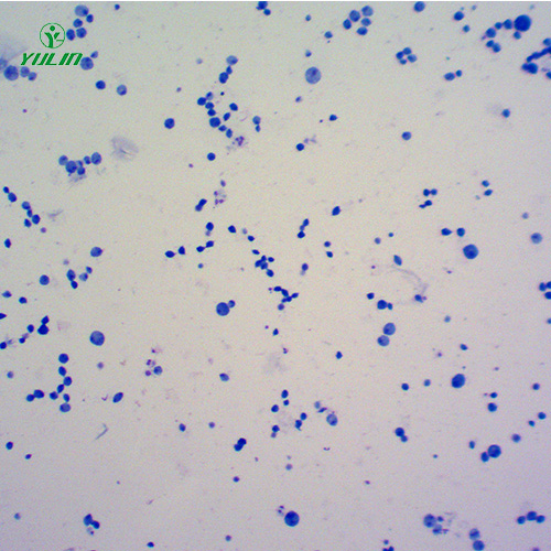 海南医学原虫鞭毛虫生物实验切片