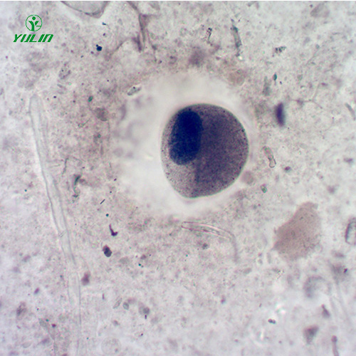 海南医学寄生虫纤毛虫玻片