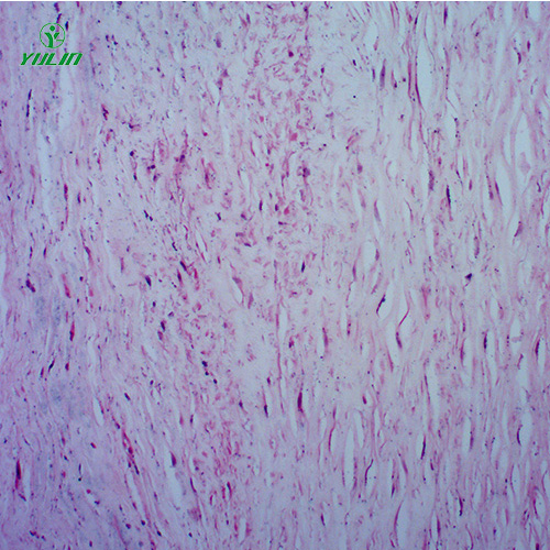 海南人体心血管及呼吸系统疾病玻璃玻片