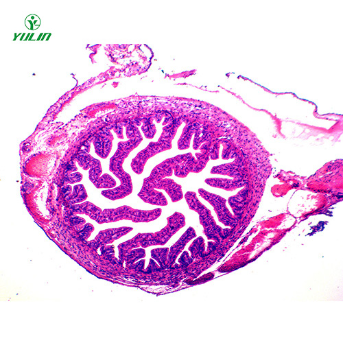 海南人体组织学上皮组织生物玻片