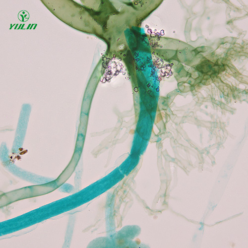 海南真菌、接合菌植物病理玻片