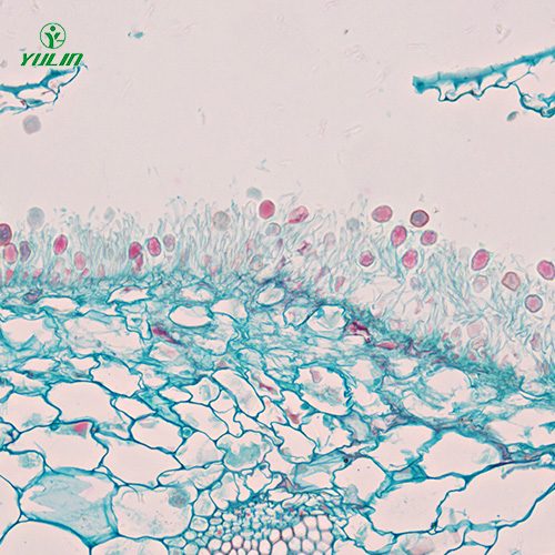 海南担子菌、半知菌植物病理玻片
