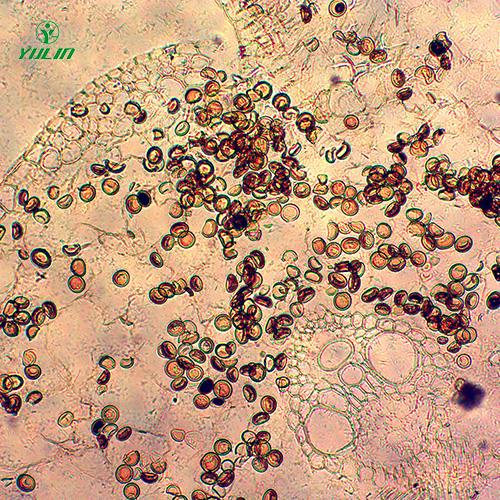 海南杂粮薯类植物病害生物玻片